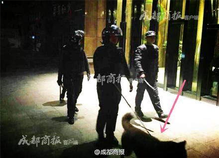 保安携哈士奇巡逻