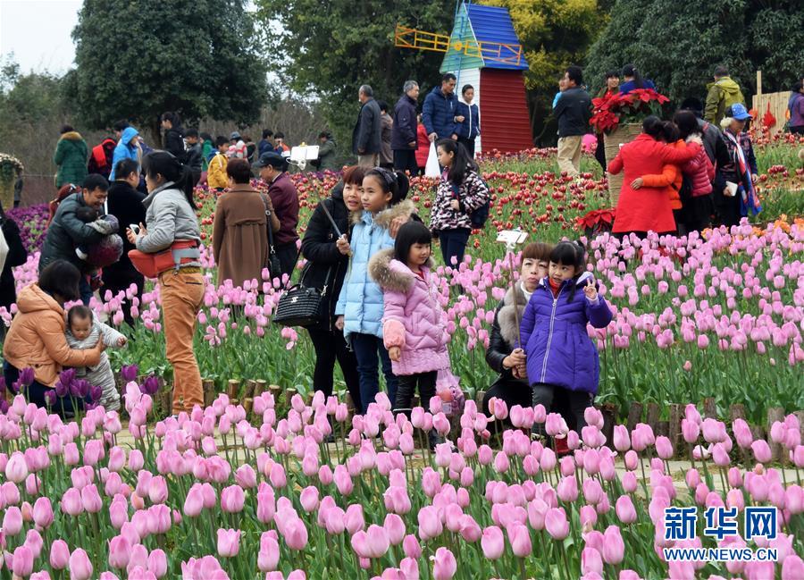 （环境）（3）广西柳州15万株郁金香引游客观赏