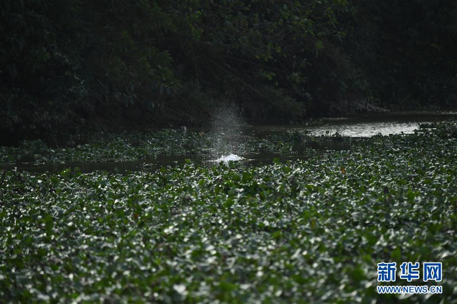 （社会）（2）广东一高龄中华白海豚误入内河