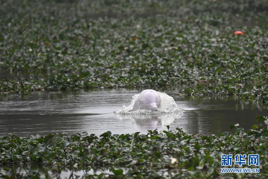 （社会）（3）广东一高龄中华白海豚误入内河