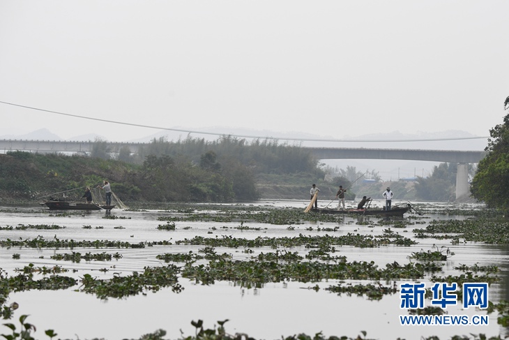 (社会)(5)广东一高龄中华白海豚误入内河