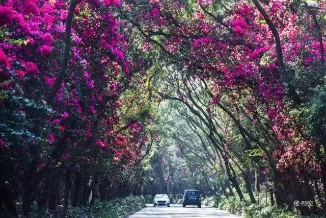 深圳最美马路！华侨城簕杜鹃长廊曾经刷爆朋友圈！美爆了！