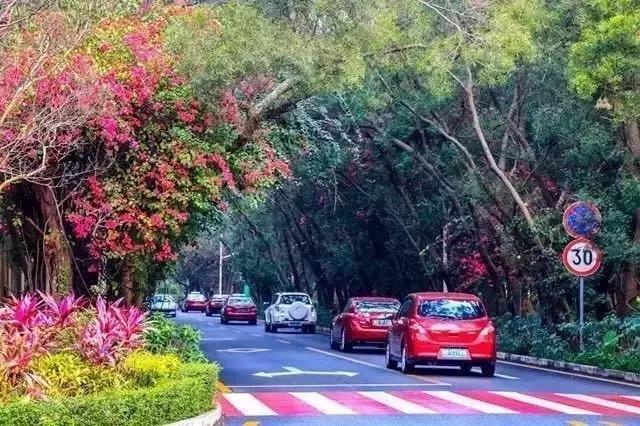 深圳最美马路！华侨城簕杜鹃长廊曾经刷爆朋友圈！美爆了！