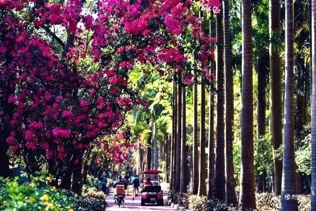 深圳最美马路！华侨城簕杜鹃长廊曾经刷爆朋友圈！美爆了！