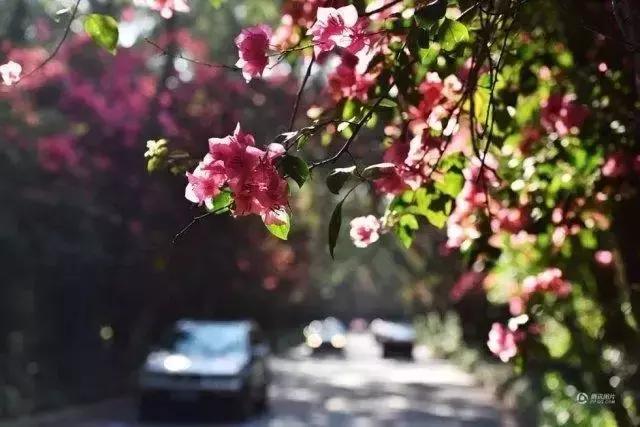 深圳最美马路！华侨城簕杜鹃长廊曾经刷爆朋友圈！美爆了！