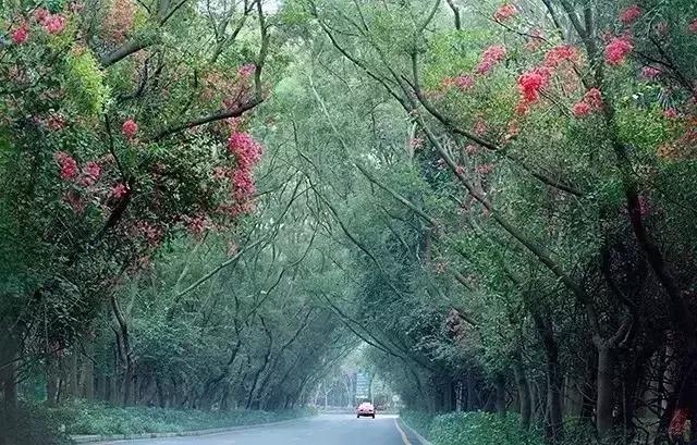 深圳最美马路！华侨城簕杜鹃长廊曾经刷爆朋友圈！美爆了！