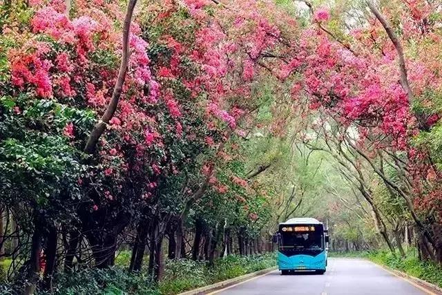 深圳最美马路！华侨城簕杜鹃长廊曾经刷爆朋友圈！美爆了！