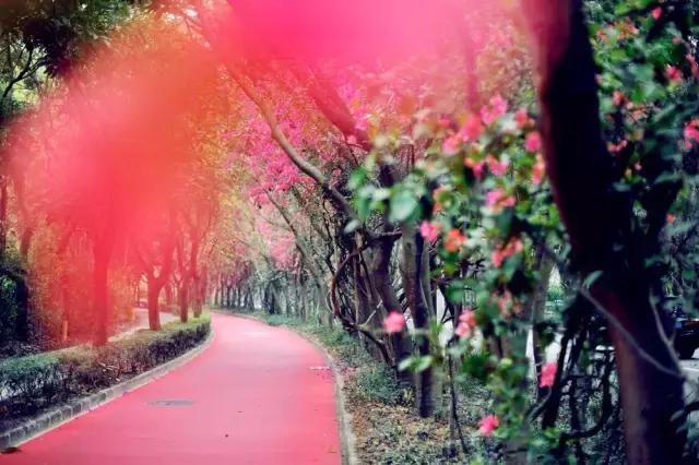 深圳最美马路！华侨城簕杜鹃长廊曾经刷爆朋友圈！美爆了！