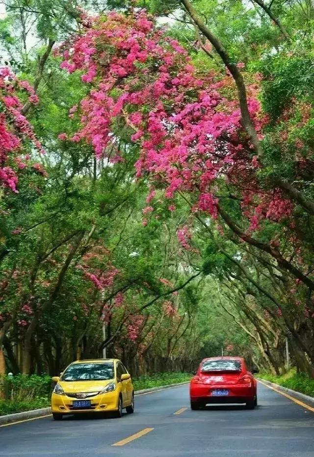 深圳最美马路！华侨城簕杜鹃长廊曾经刷爆朋友圈！美爆了！