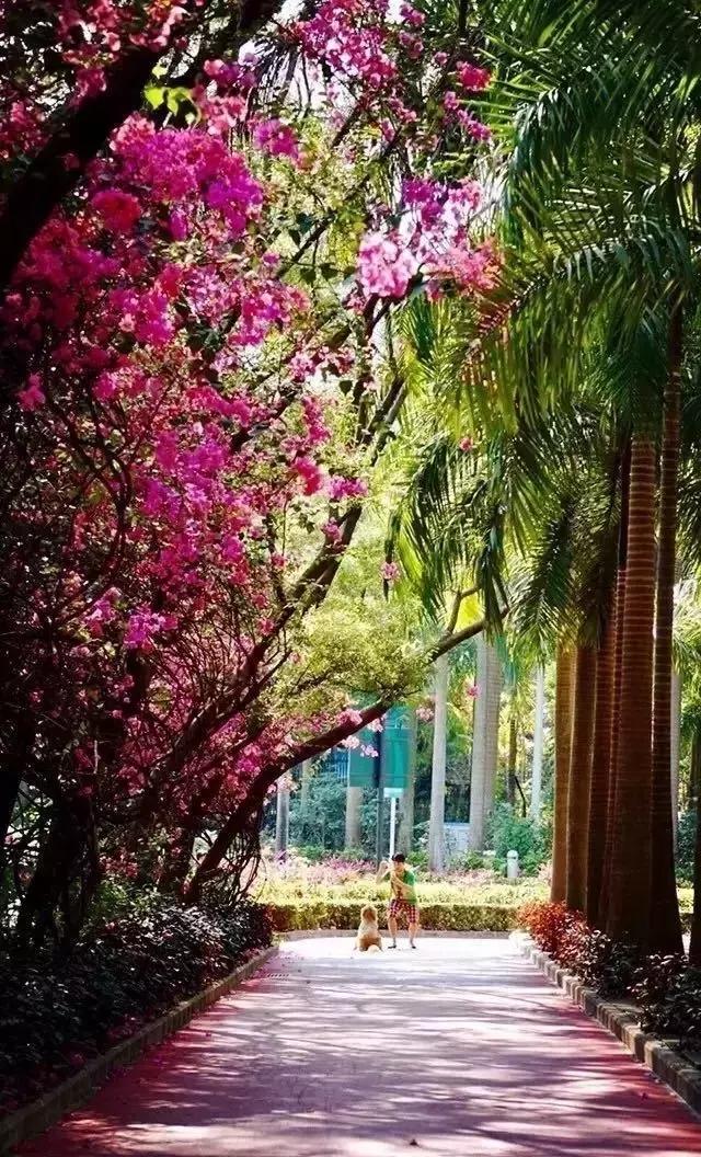 深圳最美马路！华侨城簕杜鹃长廊曾经刷爆朋友圈！美爆了！