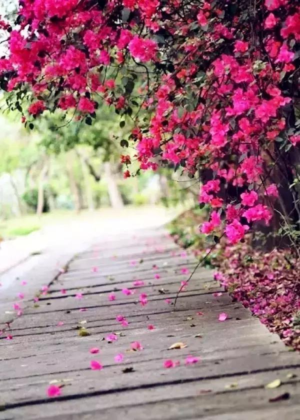 深圳最美马路！华侨城簕杜鹃长廊曾经刷爆朋友圈！美爆了！