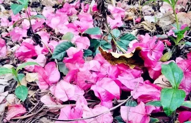 深圳最美马路!华侨城簕杜鹃长廊曾经刷爆朋友圈!美爆了!