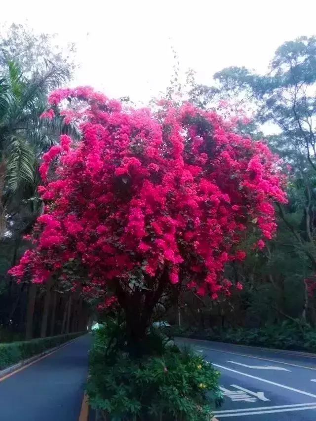 深圳最美马路!华侨城簕杜鹃长廊曾经刷爆朋友圈!美爆了!