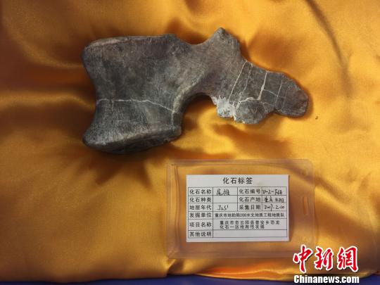 重庆发现世界级恐龙化石群或填补恐龙时空分布空白