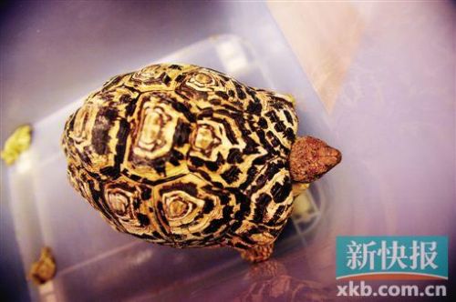 网络男主播被抓 竟因干这事