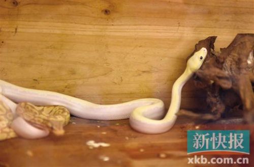 网络男主播被抓 竟因干这事