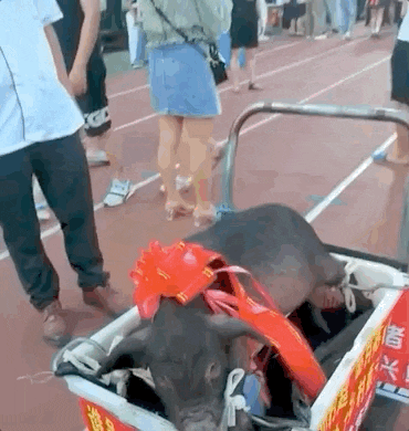d9b9a0ca9a2d7423d7a9bba0cdbc3db1_640_wx_fmt=gif&wxfrom=5&wx_lazy=1&wx_co=1.gif