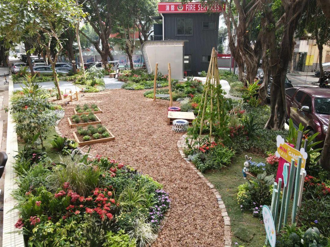 龙华首个社区共建花园露脸啦!长啥样?